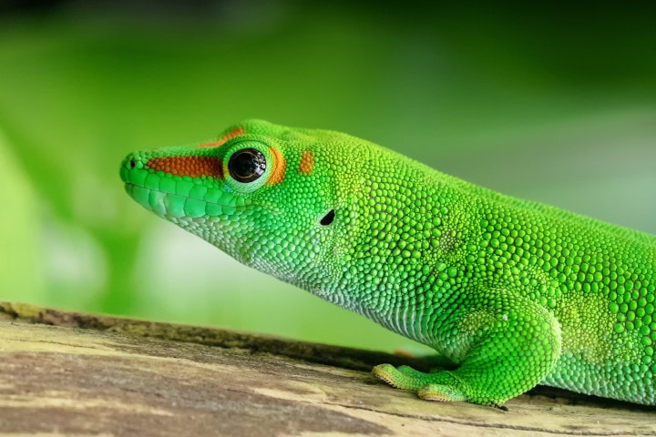 Top 10 Amazing-Lizards In Thailand